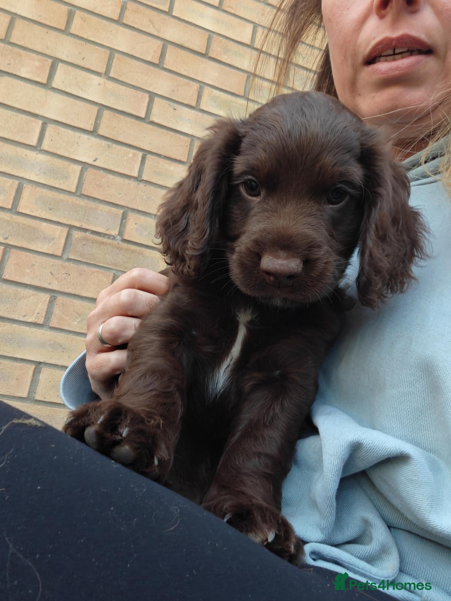 Cocker Spaniel dogs Last little boy - Advert 2