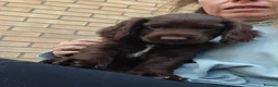 Cocker Spaniel dogs for sale: Last little boy - Advert 1