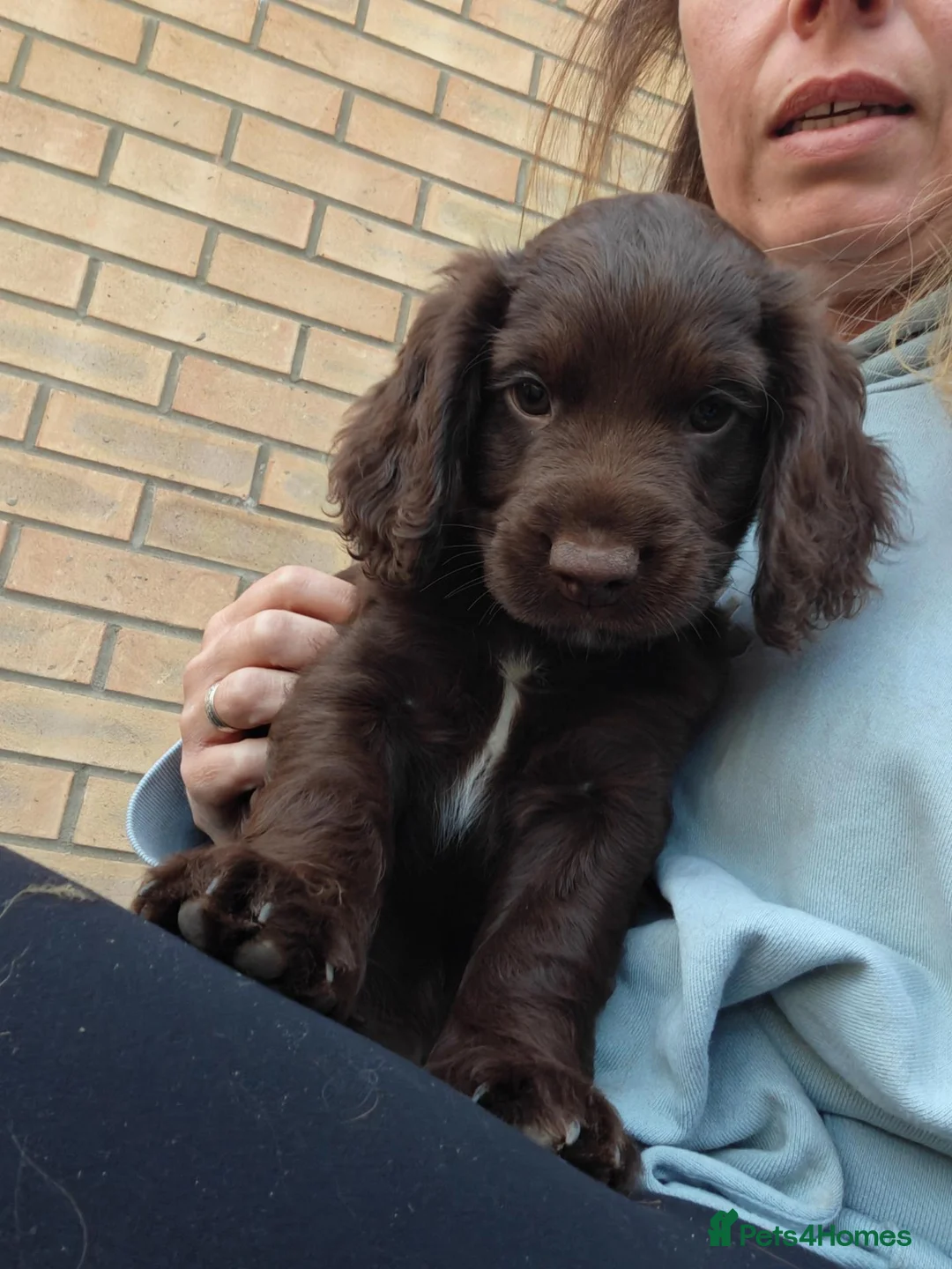 Cocker Spaniel dogs for sale: Last little boy - Advert 1