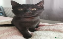 Bombay cats for sale: 6 beautiful Bombay kittens  - Image 3