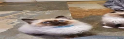 Ragdoll cats for sale: Stunning GCCF Registered Ragdoll Kittens. - Advert 20