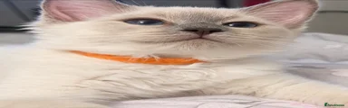 Ragdoll 2