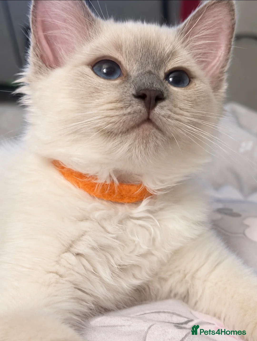 Ragdoll cats for sale: Ragdoll girls looking for forever home 🏡  - Advert 7