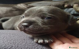 Staffordshire Bull Terrier dogs for sale: Twin large blue staffy boys - Image 6