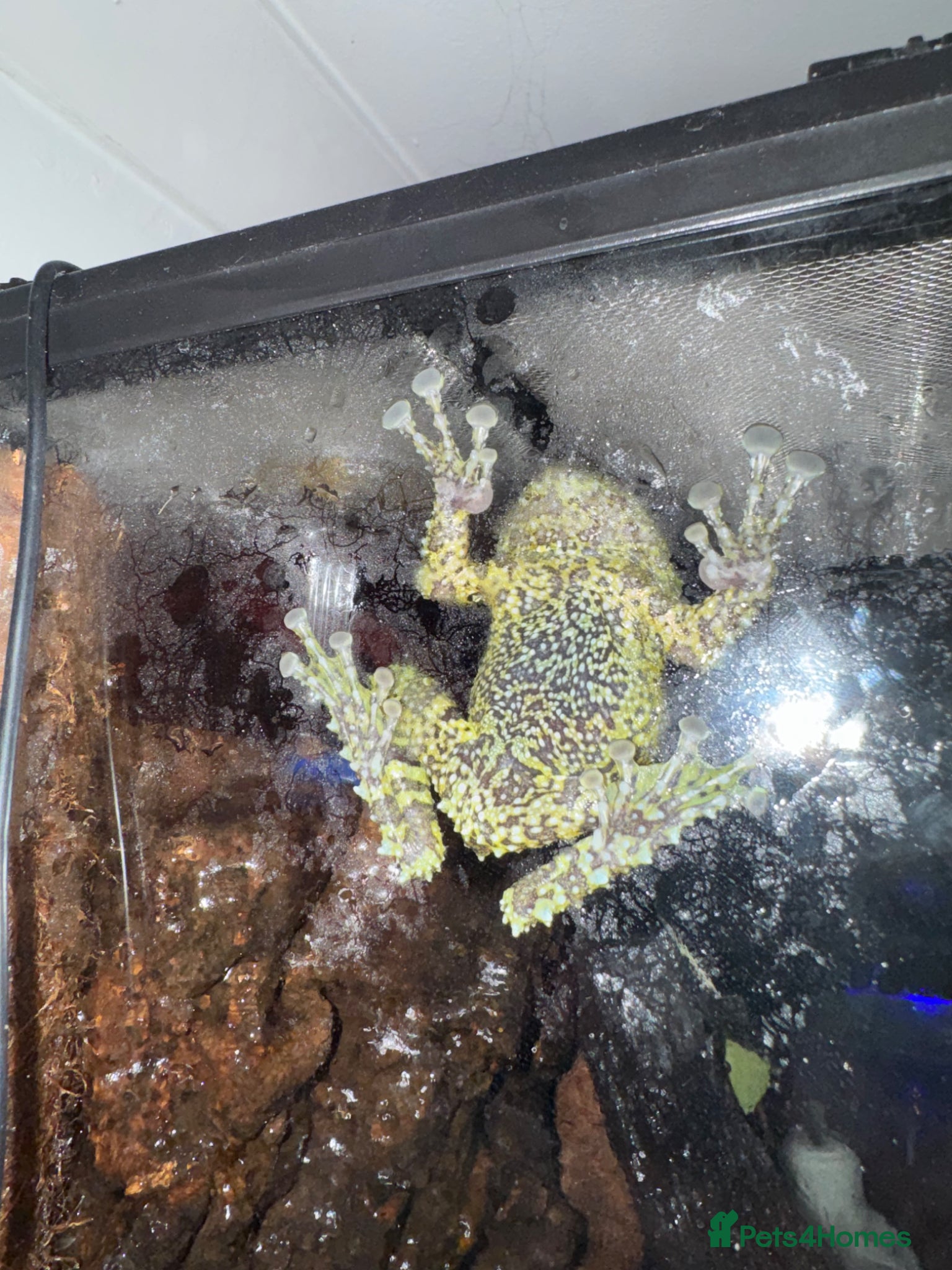 Frog reptiles Mossy frogs  - Advert 6