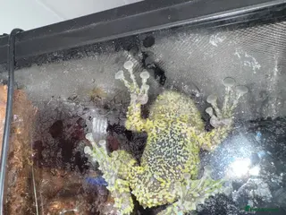 Frog reptiles Mossy frogs - Advert 6