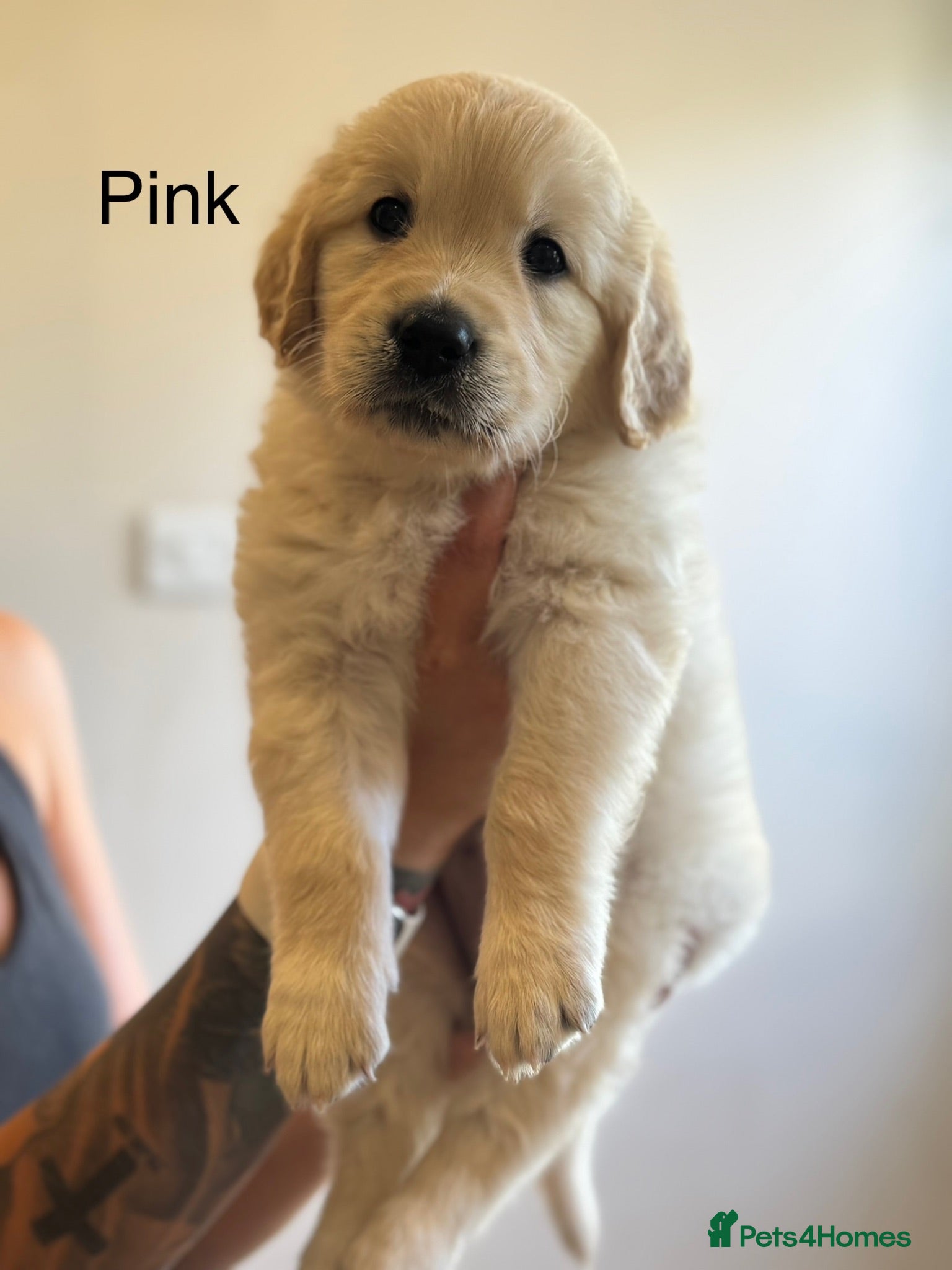 Golden Retriever dogs Health tested, KC reg Golden retriever puppies - Advert 17