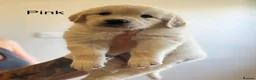 Golden Retriever dogs for sale: Health tested, KC reg Golden retriever puppies - Advert 20
