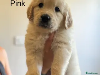Golden Retriever dogs Health tested, KC reg Golden retriever puppies - Advert 8