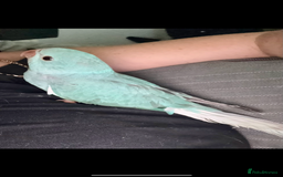 Ringnecks birds for sale: Male Hand reared Clear Tail Indian Ringneck - Image 3