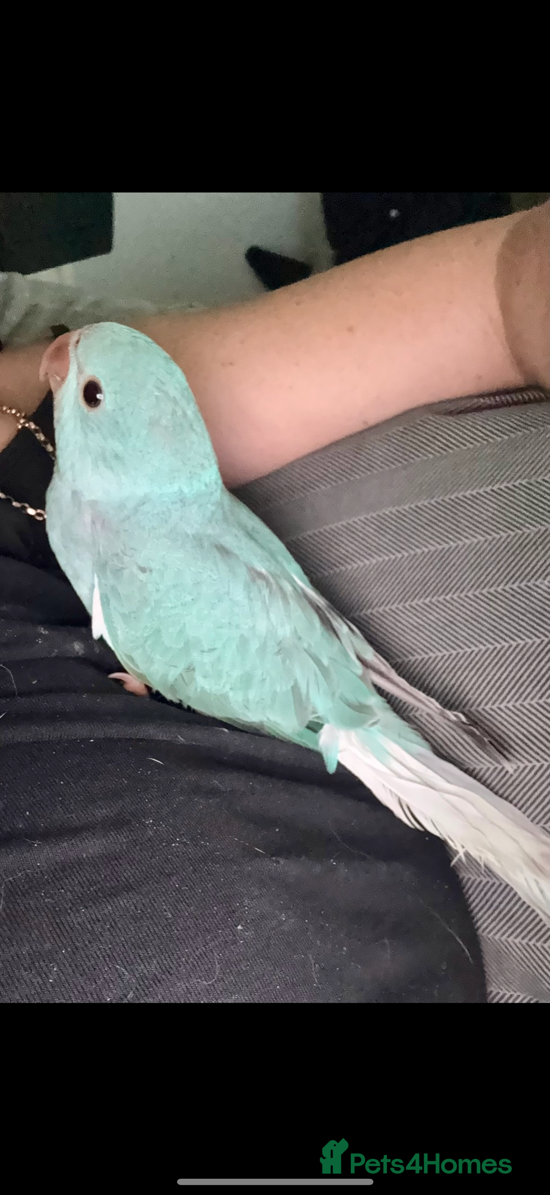 Ringnecks birds for sale: Male Hand reared Clear Tail Indian Ringneck - Image 3