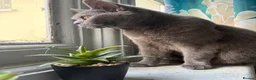 British Shorthair cats for sale: Maya  - Advert 3