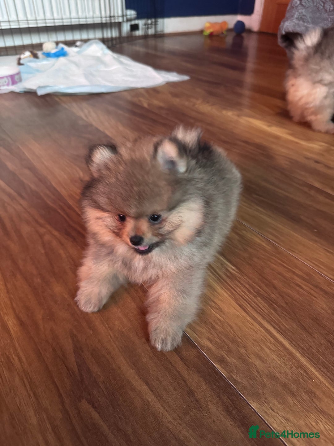Pomeranian dogs for sale: 🏆 KC HEALTH TESTED POMERANIAN PUPPIES 🏆  - Image 21