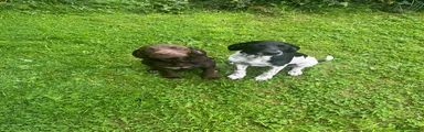 Mixed Breed 1