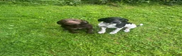 Mixed Breed dogs for sale: Springer lab mix puppies  in Caledon - Advert 2