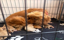Cocker Spaniel dogs for sale: Show type cocker spaniel  - Image 10