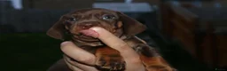 Dachshund dogs for sale: 7 dachshund pups for sale in Bradford - Advert 14