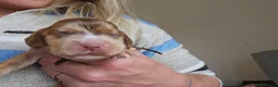 Cocker Spaniel dogs for sale: KC Reg Chocolate Sable Show Cocker Puppies - Advert 6