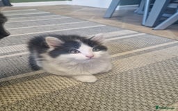 Mixed Breed cats for sale: Kittens - Image 7