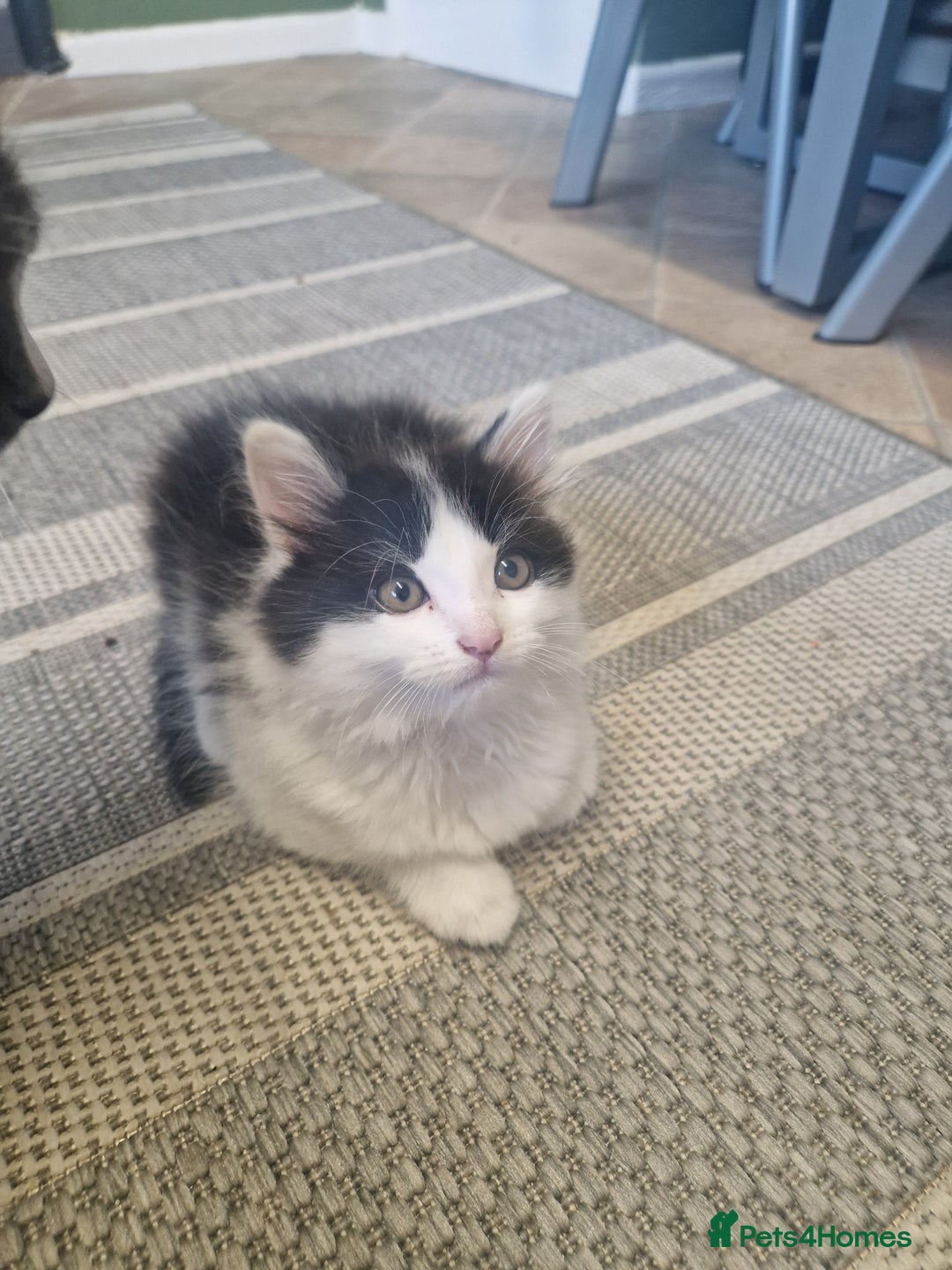 Mixed Breed cats for sale: Kittens - Image 7