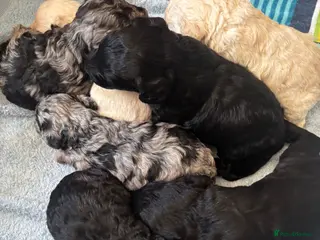 Labradoodle dogs Miniature labradoodles - Advert 5