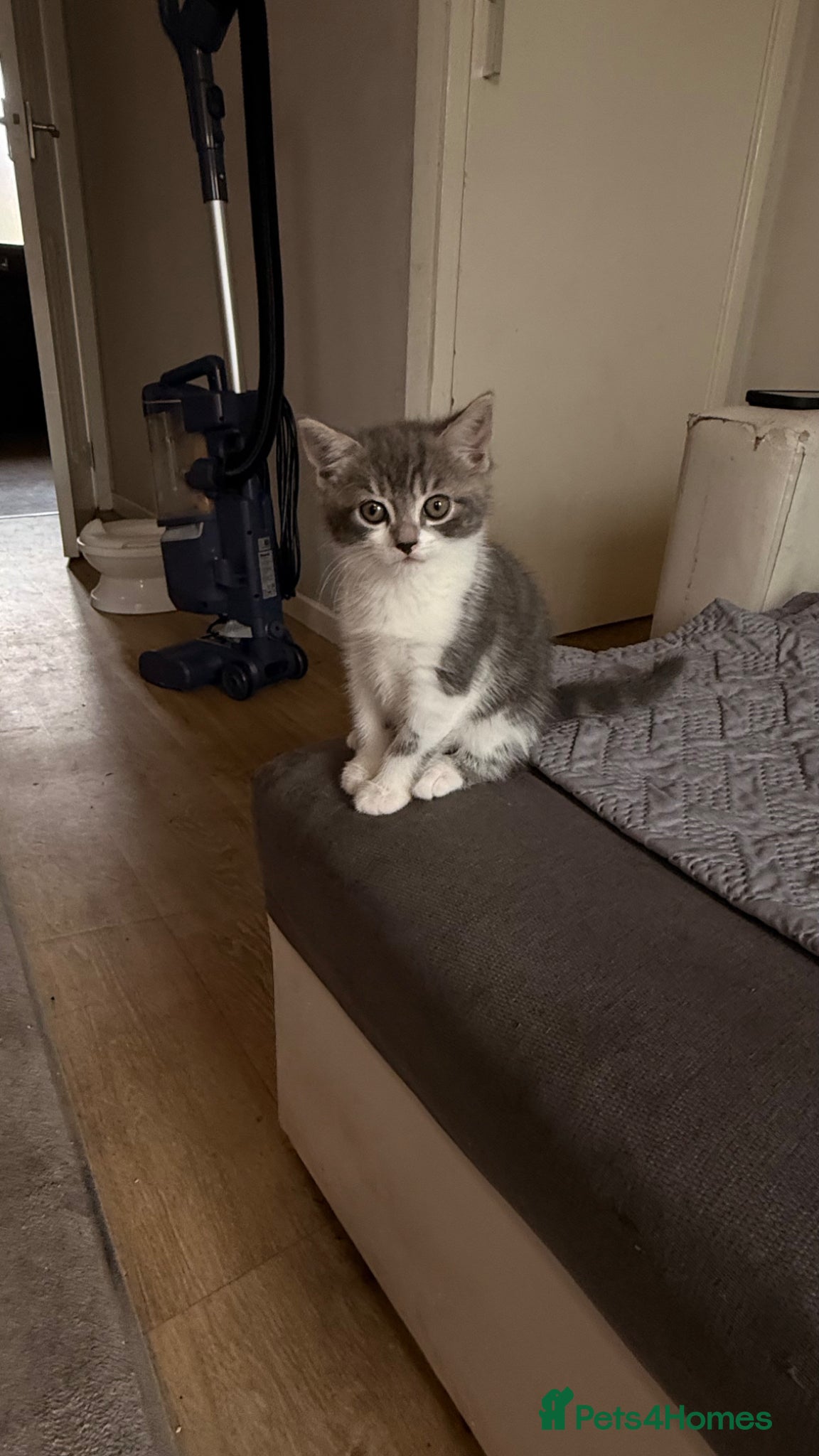 Mixed Breed cats 2 beautiful kittens   - Advert 2