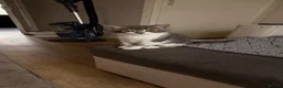 Mixed Breed cats for sale: 2 beautiful kittens   - Advert 1