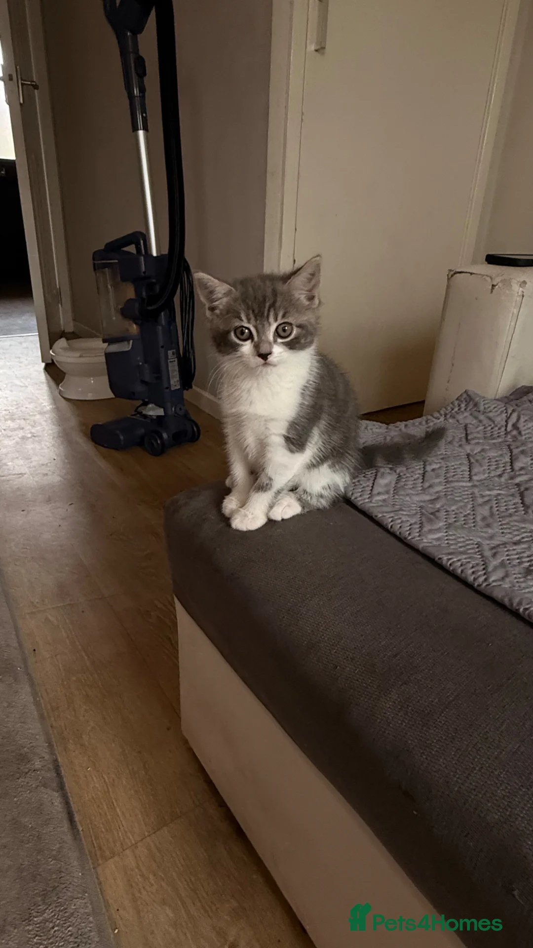 Mixed Breed cats for sale: 2 beautiful kittens   - Advert 1