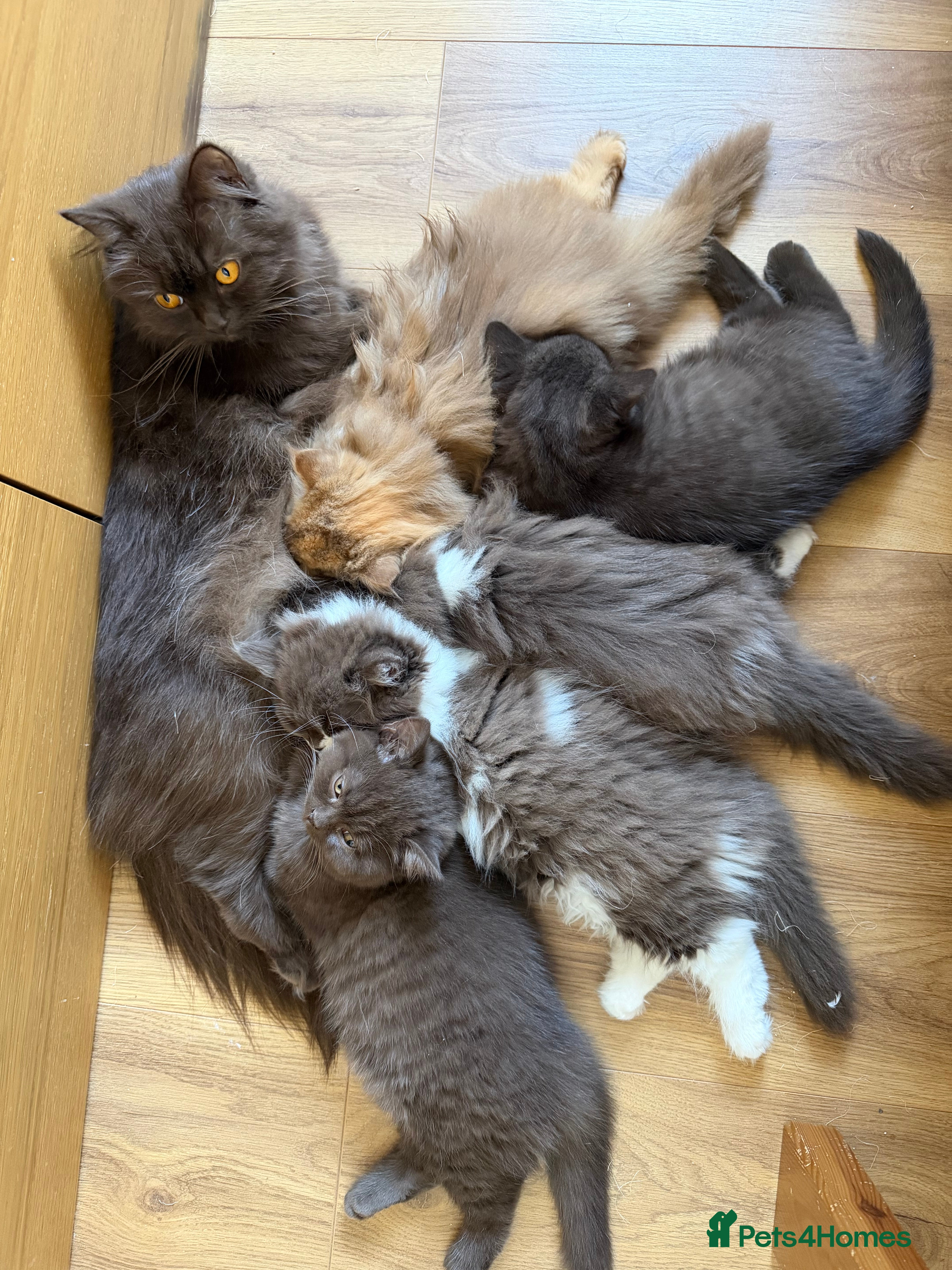 British Longhair cats Beautiful show quality BLH Cinnamon tortie girl  - Advert 1