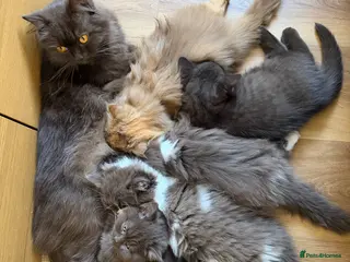 British Longhair cats Beautiful show quality BLH Cinnamon tortie girl - Advert 6