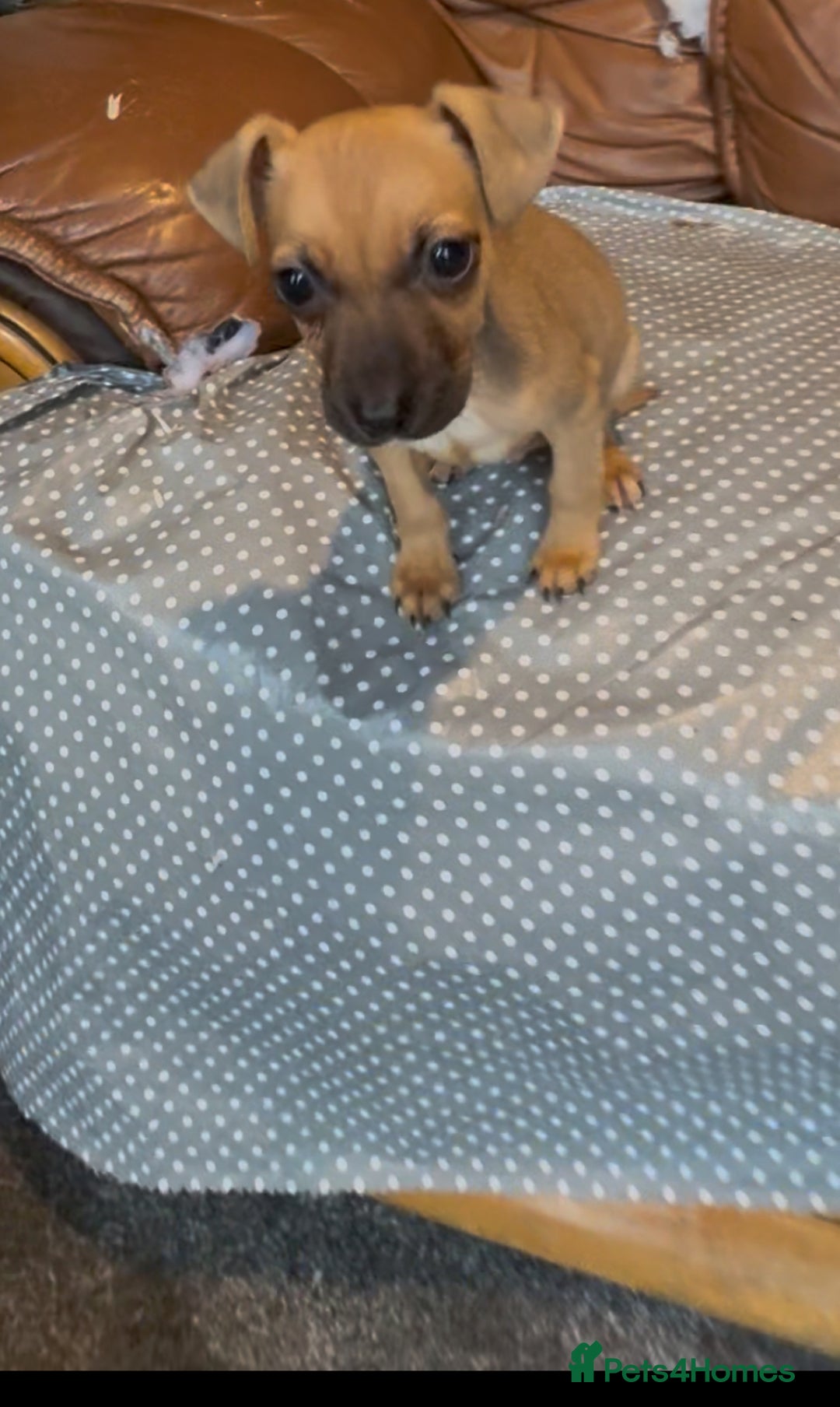 Jack Russell dogs for sale: ❗️1 boy left❗️barney paws and much Wenlock jr pup - Advert 6