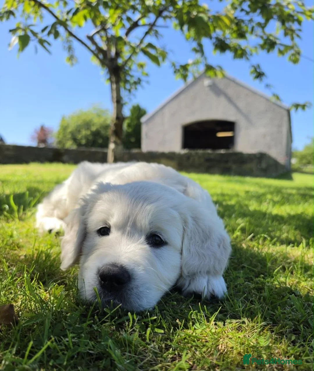 Golden Retriever dogs for sale: BEAUTIFUL GOLDEN RETRIEVER PUPPIES £1495 - Advert 2