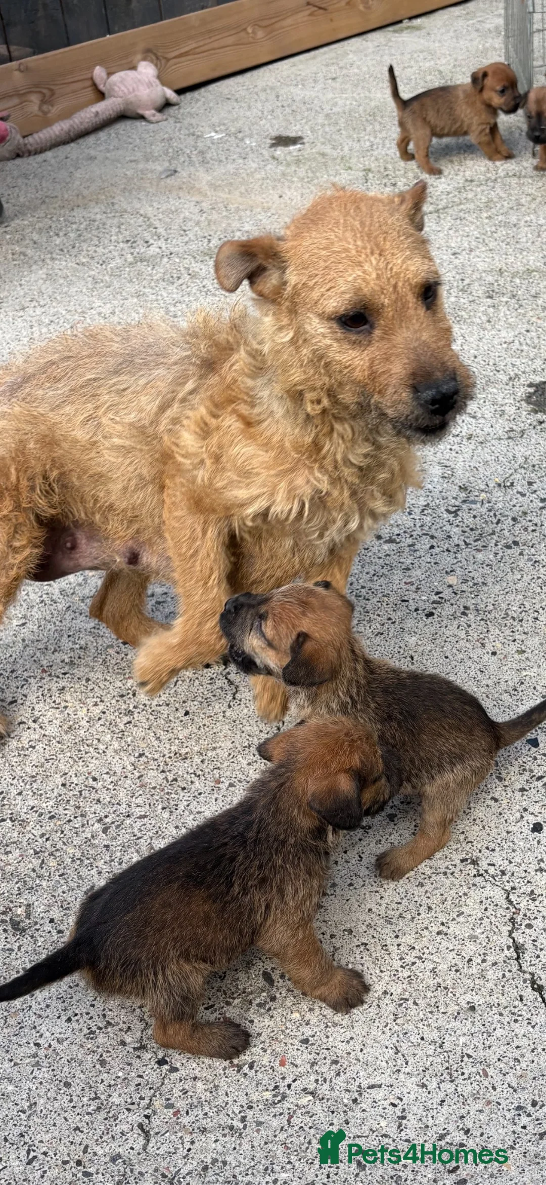 Lakeland Terrier dogs for sale: Lakeland terriers  - Advert 2