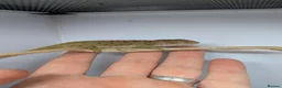 Chameleon reptiles for sale: Carpet chameleon (male) Furcifer Lateralis  in Faversham - Advert 2
