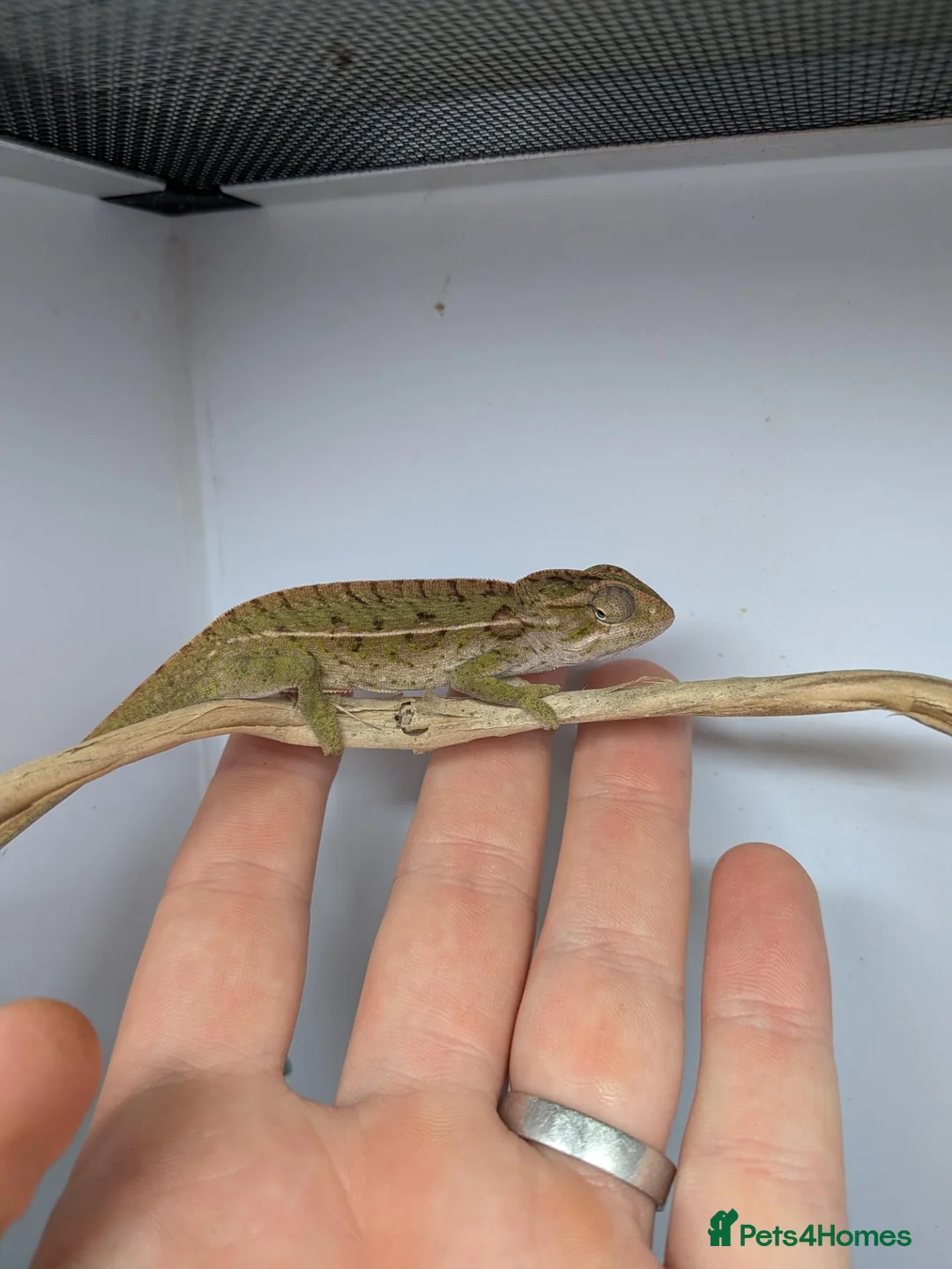 Chameleon reptiles for sale: Carpet chameleon (male) Furcifer Lateralis  in Faversham - Advert 2