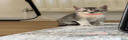 Mixed Breed cats for sale: Lovely 4 Kittens Ready To Collect From Today!!😻 in Wellingborough - Advert 1