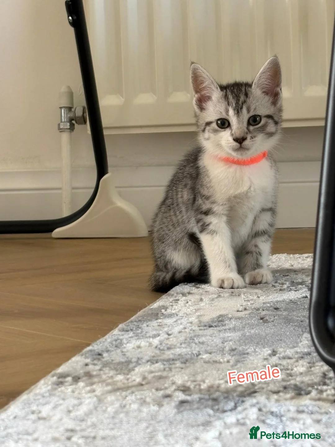 Mixed Breed cats for sale: Lovely 4 Kittens Ready To Collect From Today!!😻 in Wellingborough - Advert 1