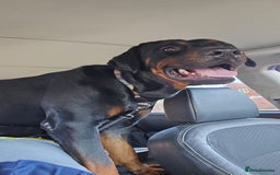 Dobermann dogs for sale: Handsome 2 year old Rotterman  - Image 5