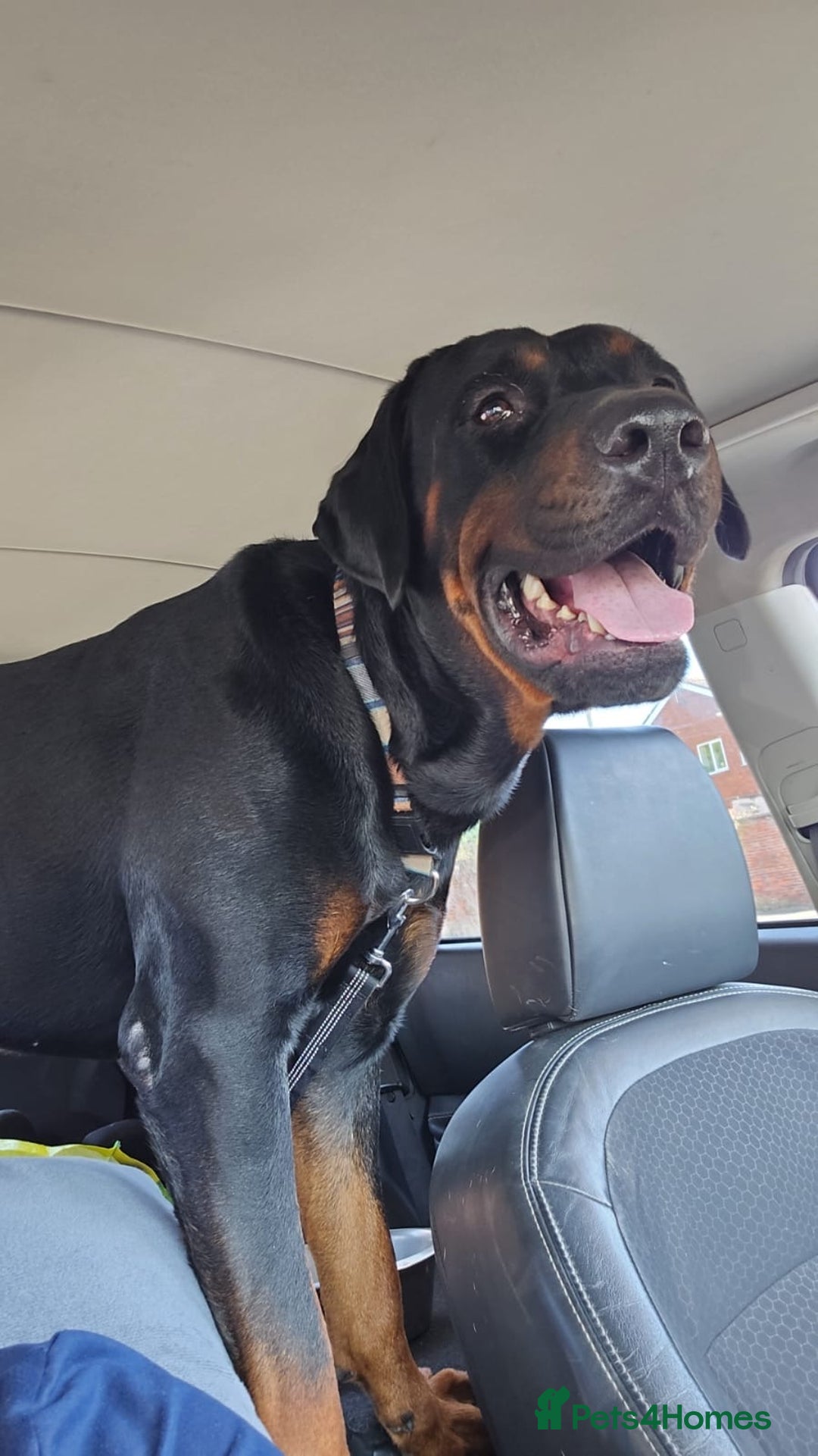 Dobermann dogs for sale: Handsome 2 year old Rotterman  - Image 5