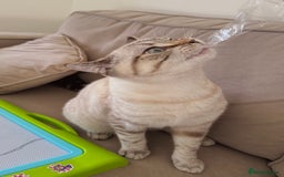 British Shorthair cats for sale: Rare Silver Spotted British Shorthair Kitten - Image 4