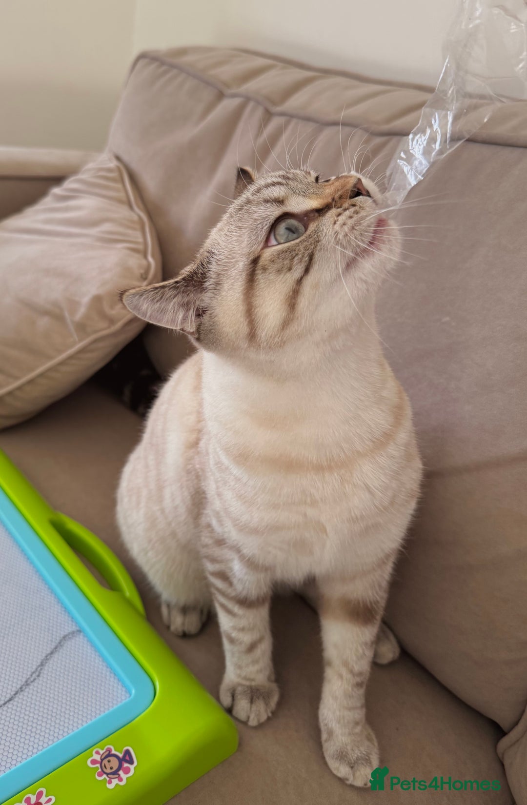 British Shorthair cats for sale: Rare Silver Spotted British Shorthair Kitten - Image 4