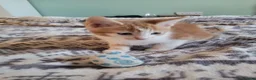 Mixed Breed cats for sale: Kittens for sale - Advert 23