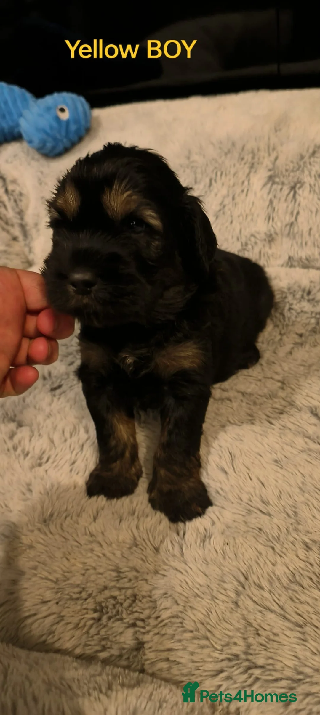 Cockapoo dogs for stud: F1 tri coloured phantom cockapoo for stud in Bournemouth - Advert 25