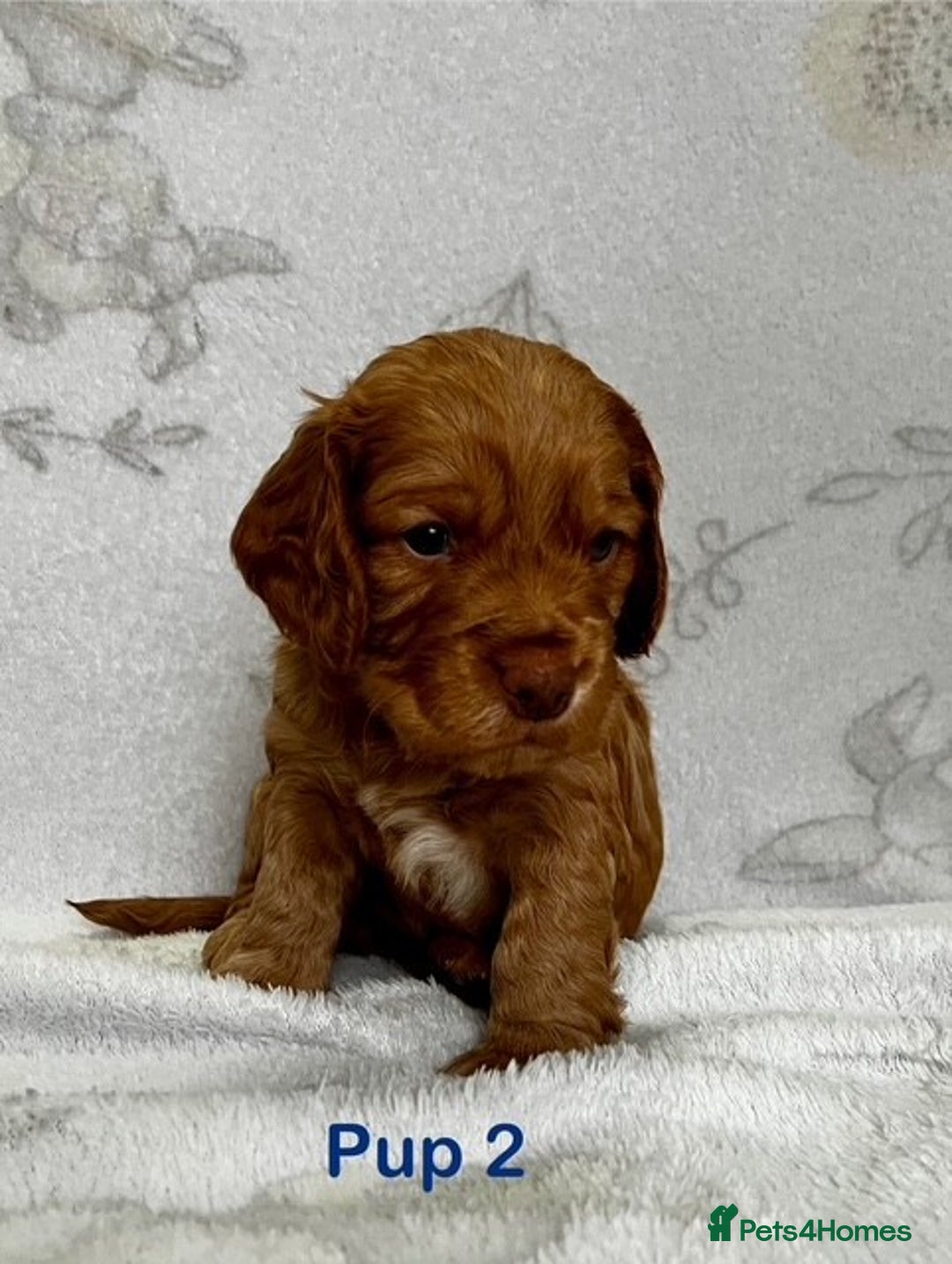 Cockapoo dogs for sale: Adorable Cocker/Cockapoo Puppies - Only 1 left! - Advert 6