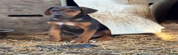 Mixed Breed dogs for sale: * Ready to leave* Doberman x lurcher puppies - Advert 2