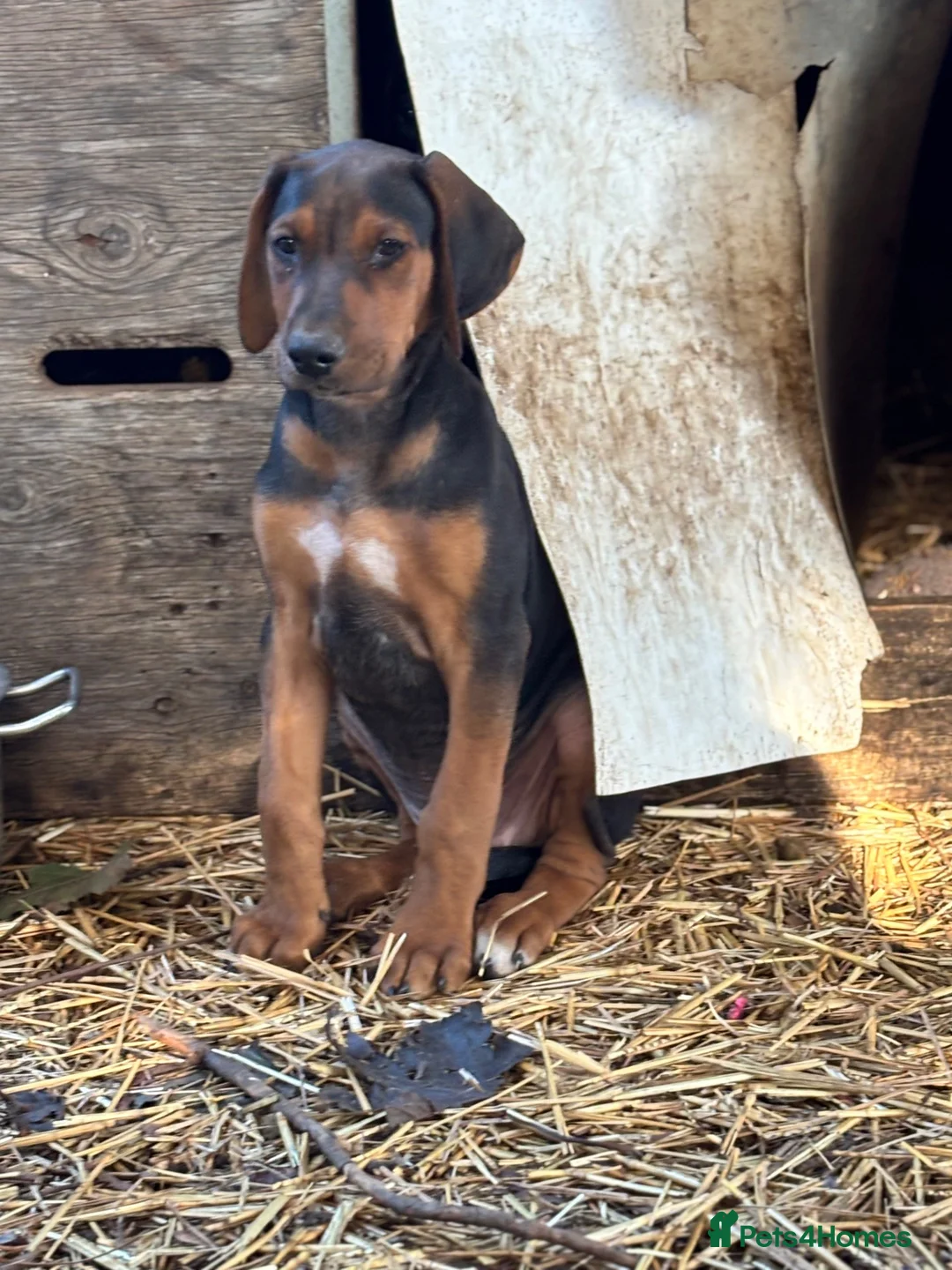 Mixed Breed dogs for sale: * Ready to leave* Doberman x lurcher puppies - Advert 2