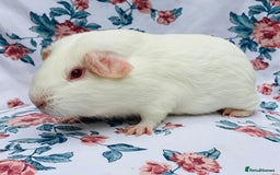 Guinea Pig rodents for sale: Pretty mix of baby boy Guineapigs  in Brighton - Image 3