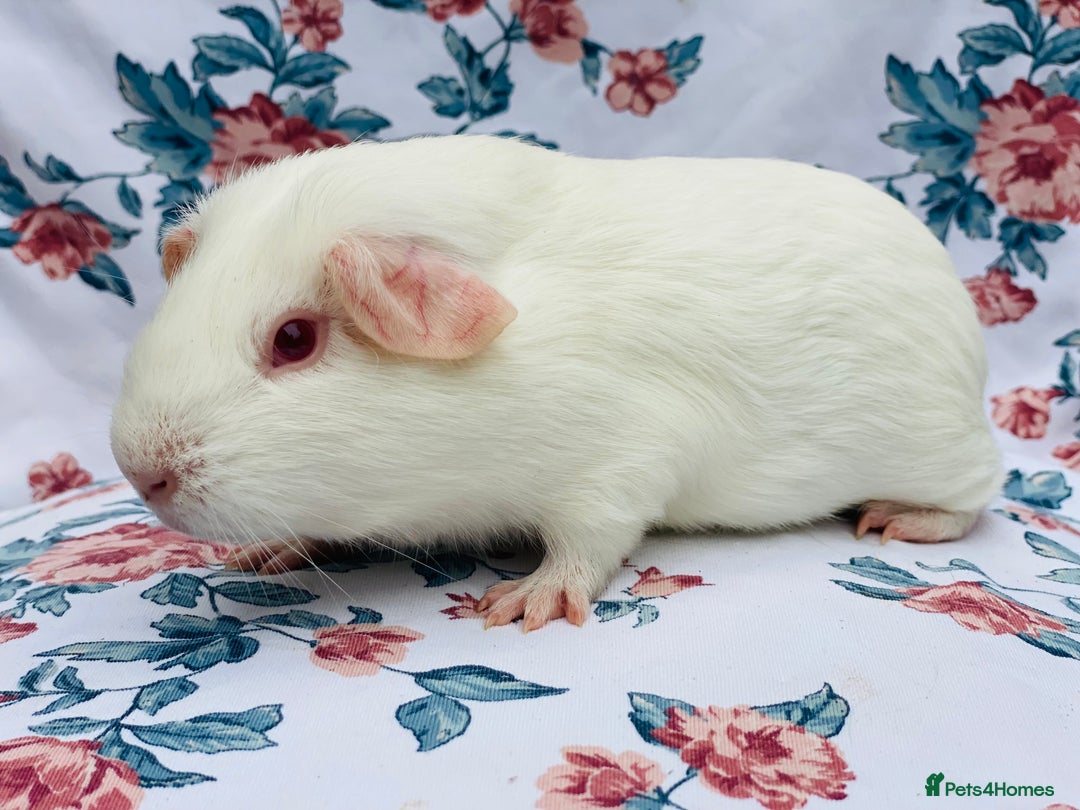 Guinea Pig rodents for sale: Pretty mix of baby boy Guineapigs  in Brighton - Image 3