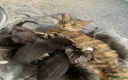 Mixed Breed cats for sale: Female Tabby Mixed Breed Kitten  - Image 6