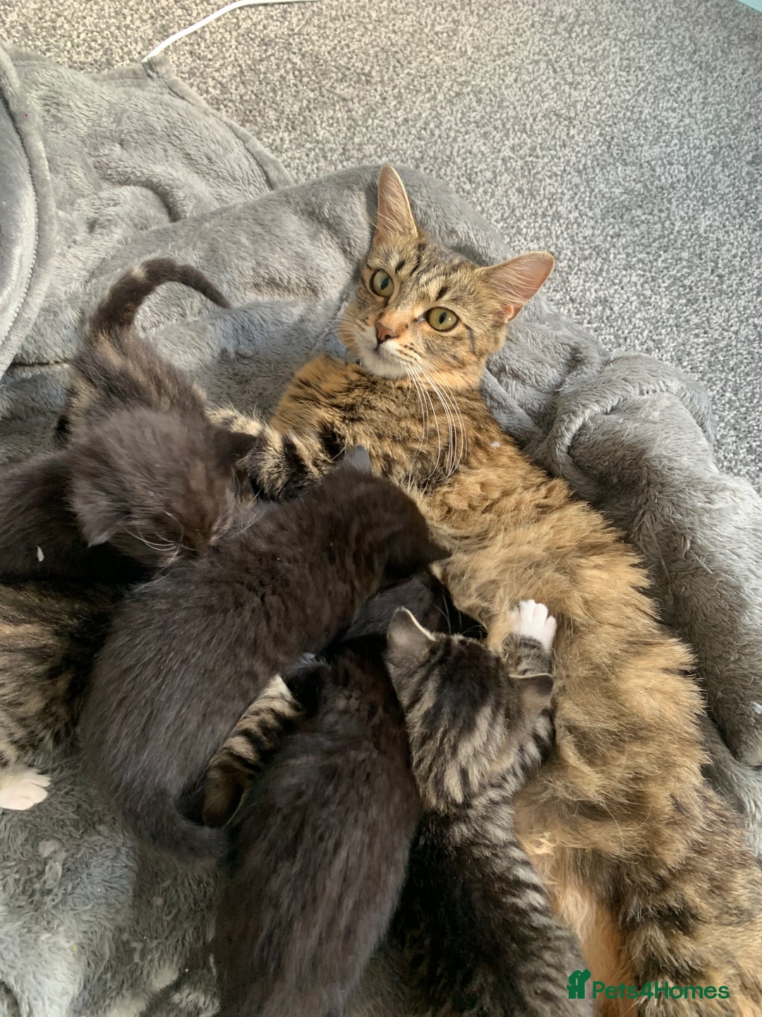 Mixed Breed cats for sale: Female Tabby Mixed Breed Kitten  - Image 6